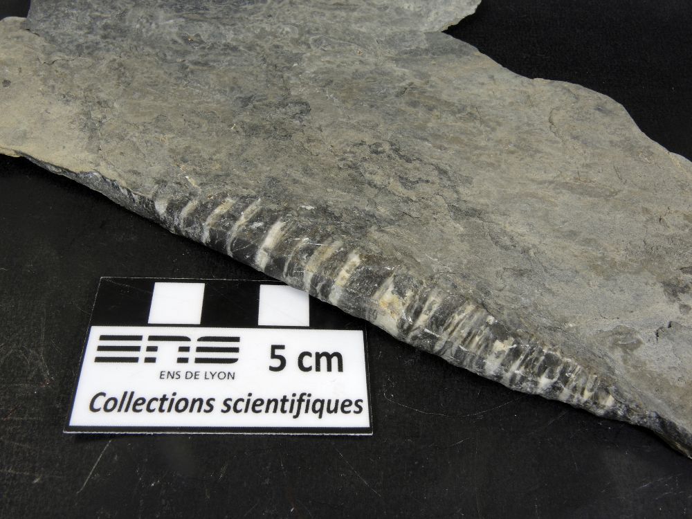 Bélemnite tronquée Bélemnite tronquée Alpes Praz sur Arly Le Saut du Loup